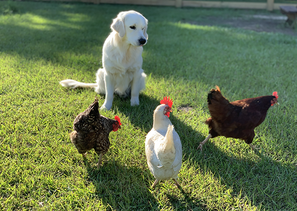 Golden Retriever Chickens