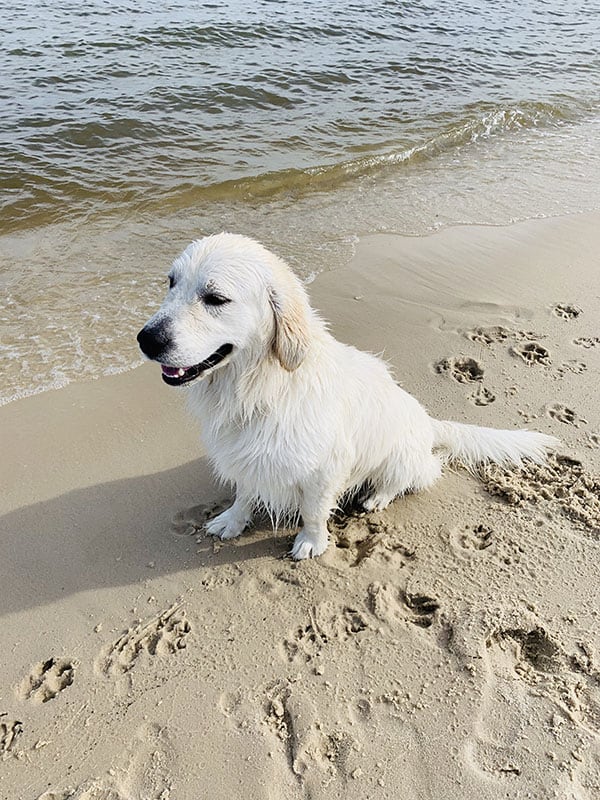 Yes, Golden Retrievers love water. Playing and swimming in water provides an excellent exercise for them. Introduce them to water as a puppy and let them become comfortable on their own. Golden Retrievers enjoy swimming at the beach, creek, or pool! 