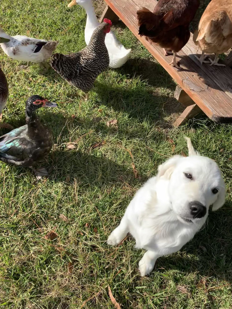 Golden retriever get along with chickens