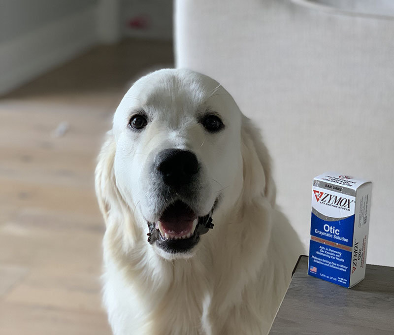 Golden Retriever Swimmers Ear