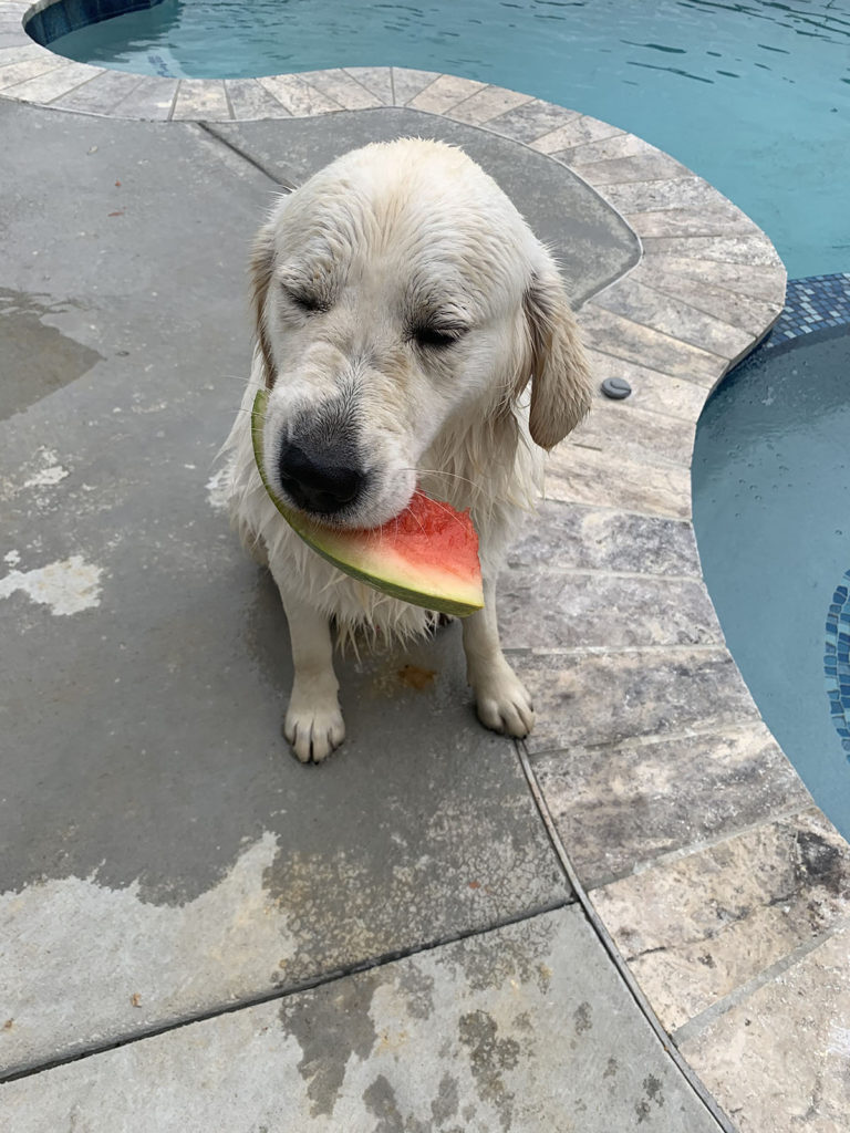 Golden Retriever Eating Watermelon