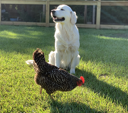 Golden Retriever With Chicken