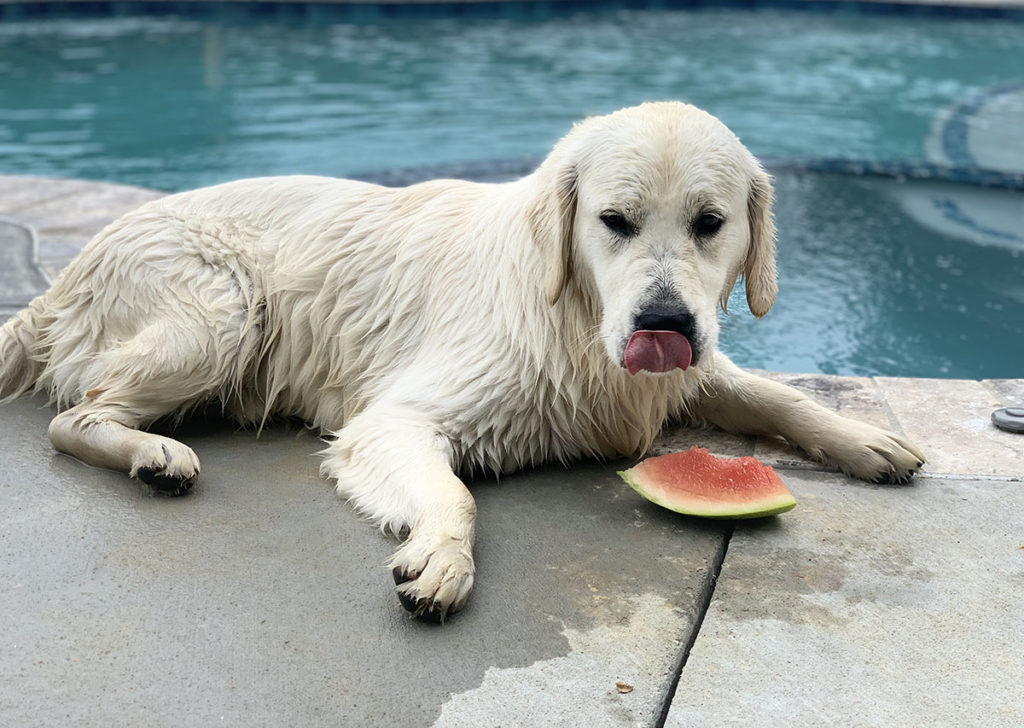 Golden Retriever Eating Water Melon