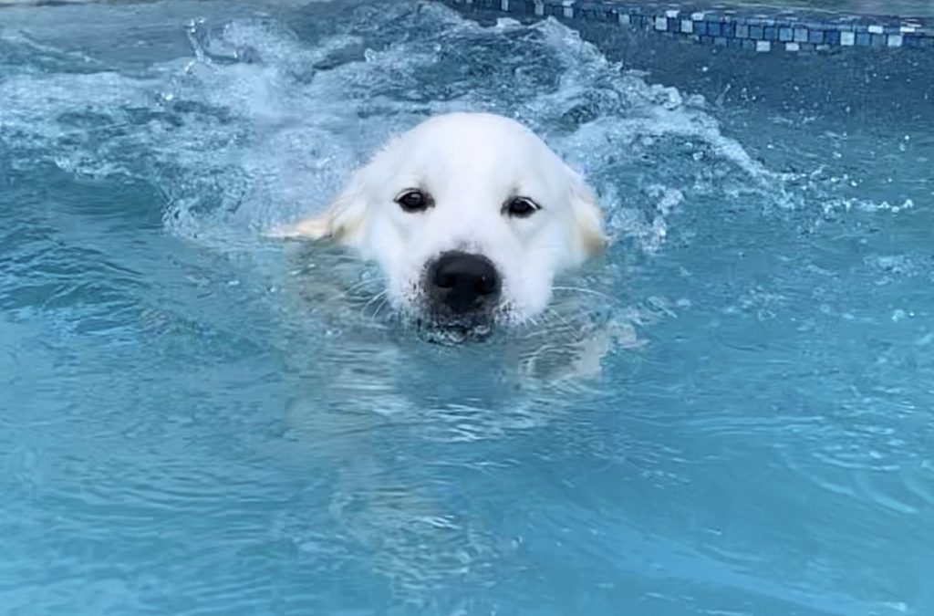 Yes, Golden Retrievers love water. Playing and swimming in water provides an excellent exercise for them. Introduce them to water as a puppy and let them become comfortable on their own. Golden Retrievers enjoy swimming at the beach, creek, or pool! 