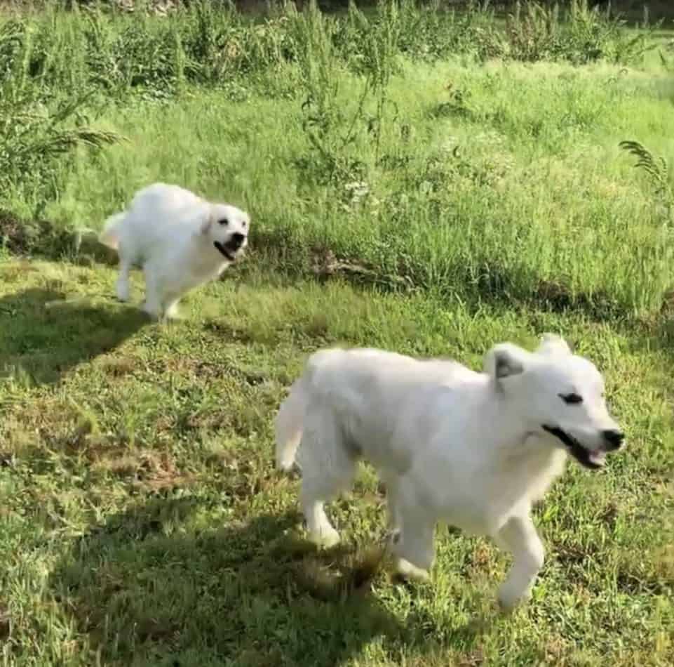 No, Golden Retrievers are not hyper if adequately trained and exercised. However, I would consider them active, high-spirited, and happy, but not hyper. They are the perfect mix of playful and lazy dogs.  