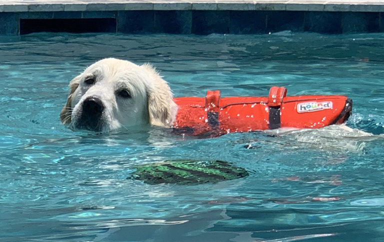 golden retriever swimming