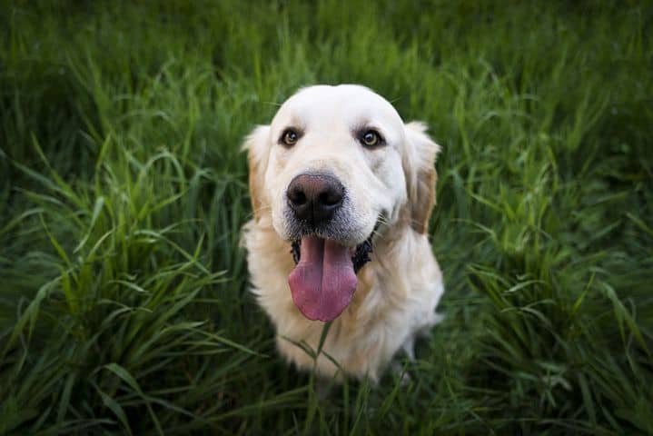 Do Golden Retriever Drool? Golden retriever with large jowls will drool a little. 