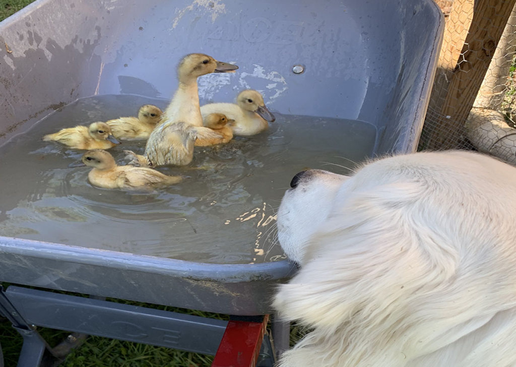 Golden Retriever a birds