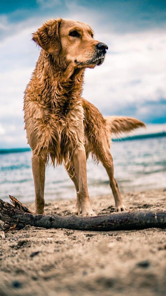 smart golden retriever 