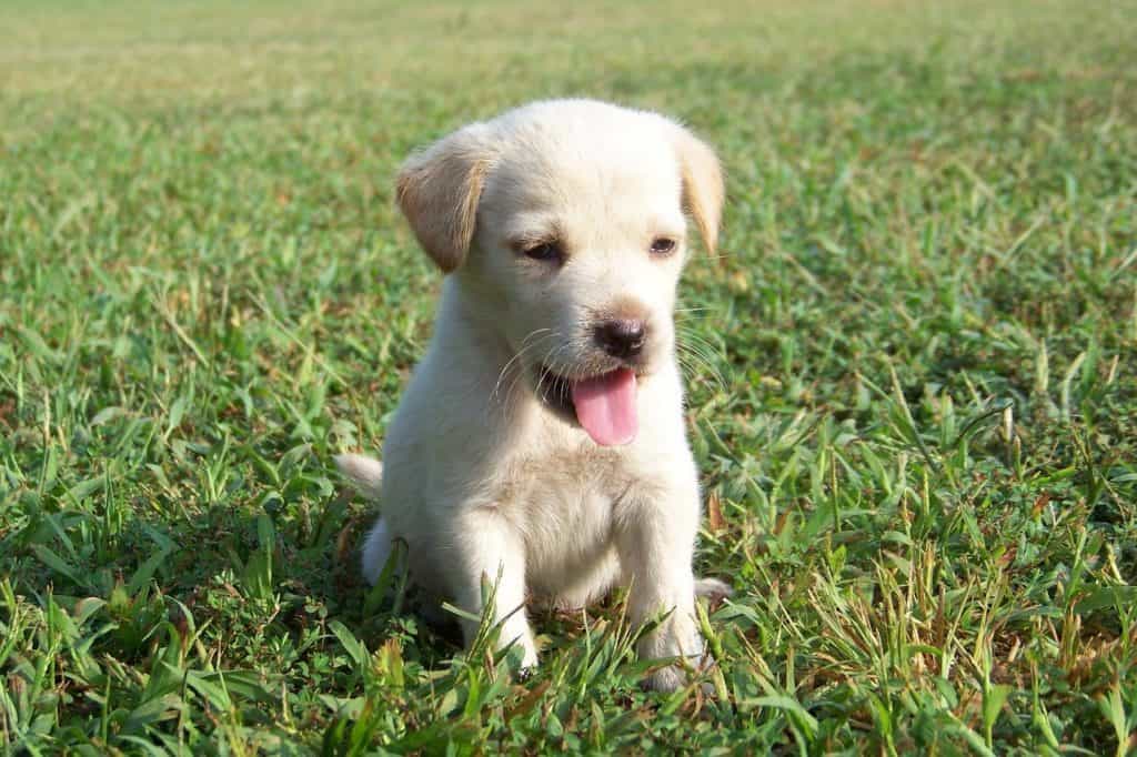 Let’s answer the question of are golden retrievers easy to potty train? Golden Retrievers are easy to potty train. They are very intelligent and trainable dogs. Start potty training your golden retriever early and be consistent with your new puppy.  Remember to praise your puppy and be persistent.