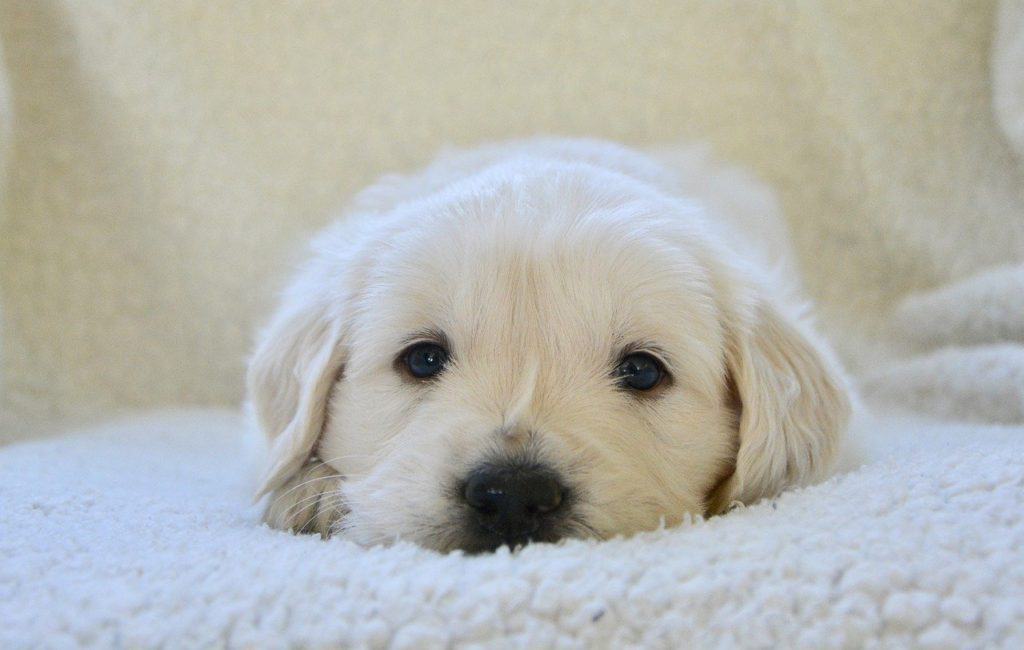 Golden Retriever Easy to Potty Train