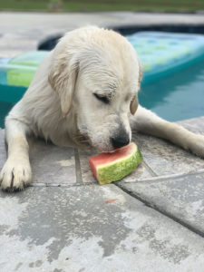 Golden Retriever Eating Watermelon