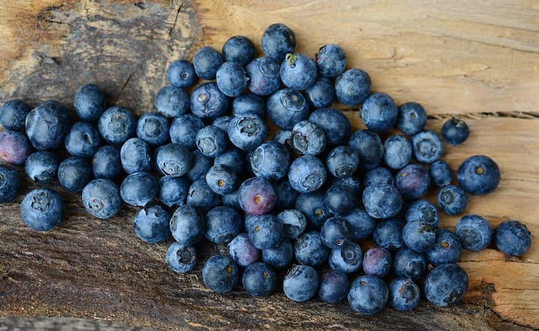 Golden Retriever Dog Eat Blueberries 