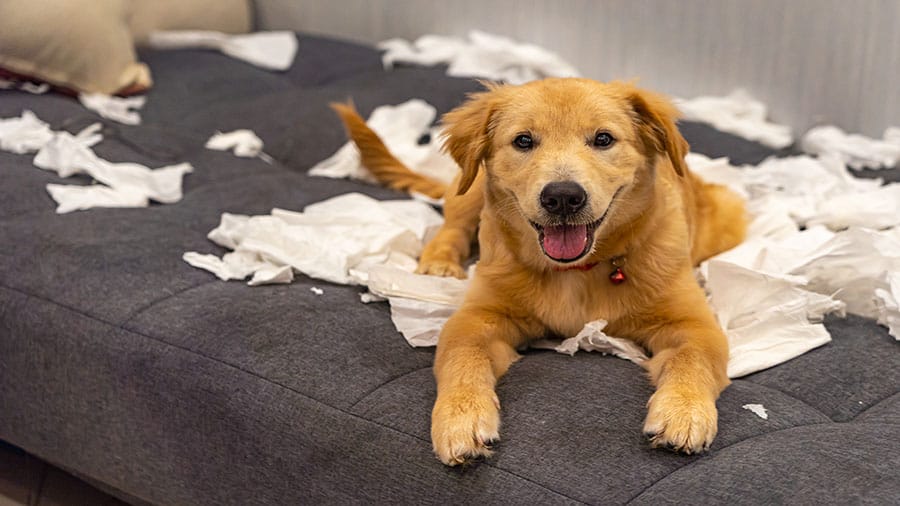 When Do Golden Retrievers Stop Destructive Chewing? Golden Retrievers stop chewing around 2 years old. Even then, some dogs will continually chew throughout their life. Of course, with any dog chewing will be a lot less by the age of 2 than a puppy.  Destructive chewing is a stage that most dogs will overcome with the correct training. 