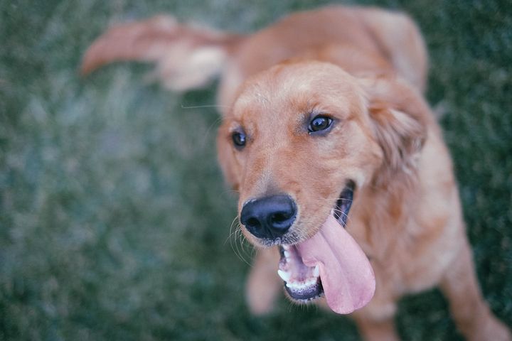 Golden Retriever Exercise Plan 
Hide and Seek
Swimming
Branch Wrestling
Zoomies
Chase
Tug Of War
Dock Diving
Treasure Hunt
Agility Training
Laser Pointer
Tracking
Dog Park
Fetch
Going For A Walk
Jumping
