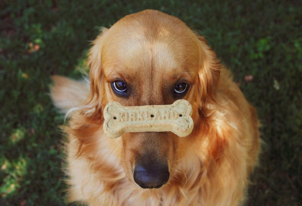 Are golden retrievers easy to train? The answer is Yes, Golden Retrievers are easy to train. They are gentle, smart, and have a  wonderful temperament. They are also eager to please and will likely enjoy a training session. Golden Retrievers are highly trainable dogs that are often trained as assistance and search and rescue dogs.  