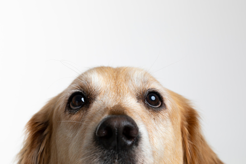 GOLDEN RETRIEVER SHEDDING