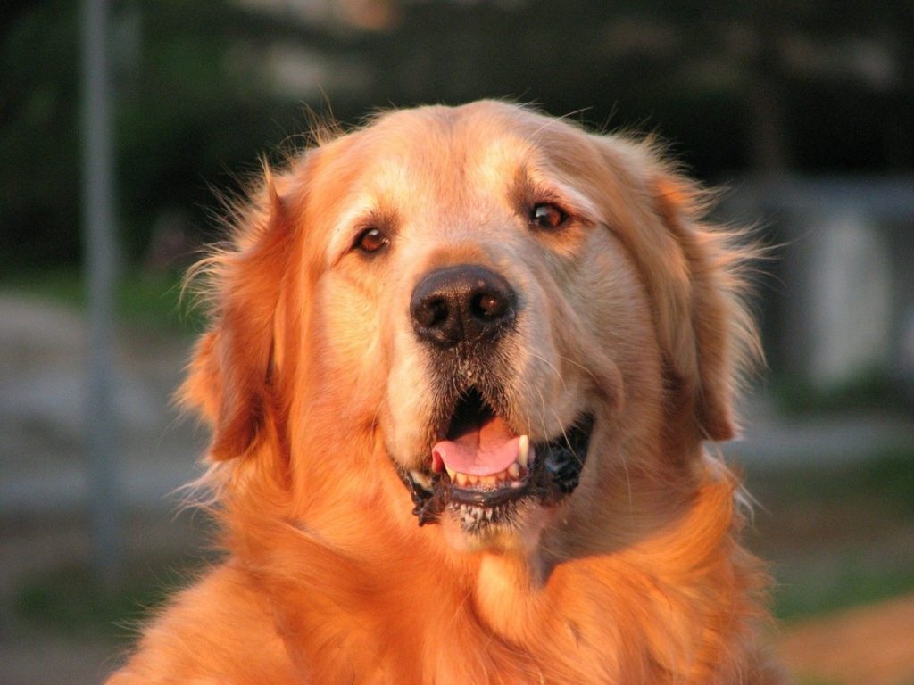 Discover If A Golden Retriever Is Right For You?