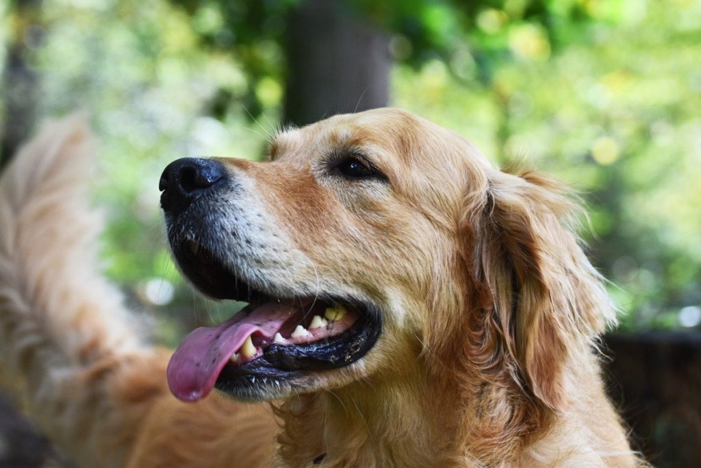 Do Golden Retrievers Need a lot of attention?The answer is Yes, Golden Retrievers need a lot of attention. The golden retriever breed requires attention and daily exercise. On top of daily exercise for at least one hour a day, a golden retriever will want to constantly be with their humans and demand attention. 