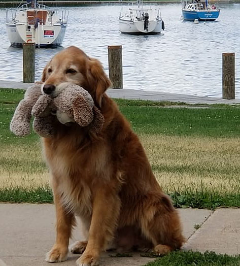 Best Plush Toys For Golden Retrievers