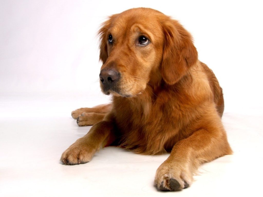 Why Do Golden Retrievers Chew Their Paws? And How to Stop It?The Answer is.Golden Retrievers chew their paws mainly due to allergies. Other reasons your golden may chew on their paws is boredom, OCD behavior, or simple grooming. Let’s go over some reasons why they develop this habit and how to fix it. 