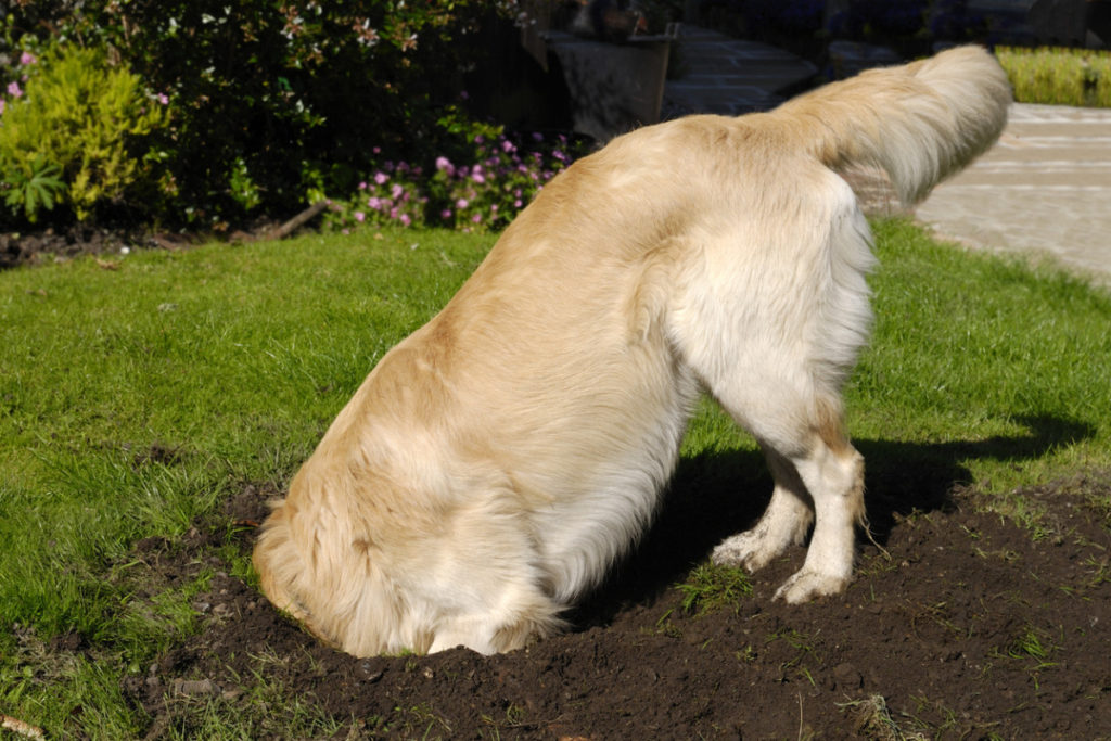 Why Is My Golden Retriever DiggingYour Golden Retriever may be digging because they are anxious, they are bored from being alone, they want to store their food for later, or because they are following their instincts. Some Golden Retrievers dig to help cool their skin down in the dirt. 