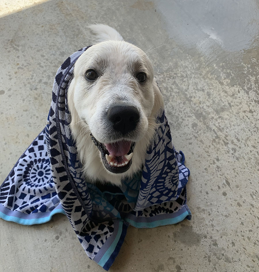 How to dry a golden retriever? The answer is.The best way to dry a golden retriever is with a high-velocity dog dryer. Using a high-velocity dog dryer will ensure your golden retriever gets completely dry. A dryer is also a useful tool in helping control shedding. 