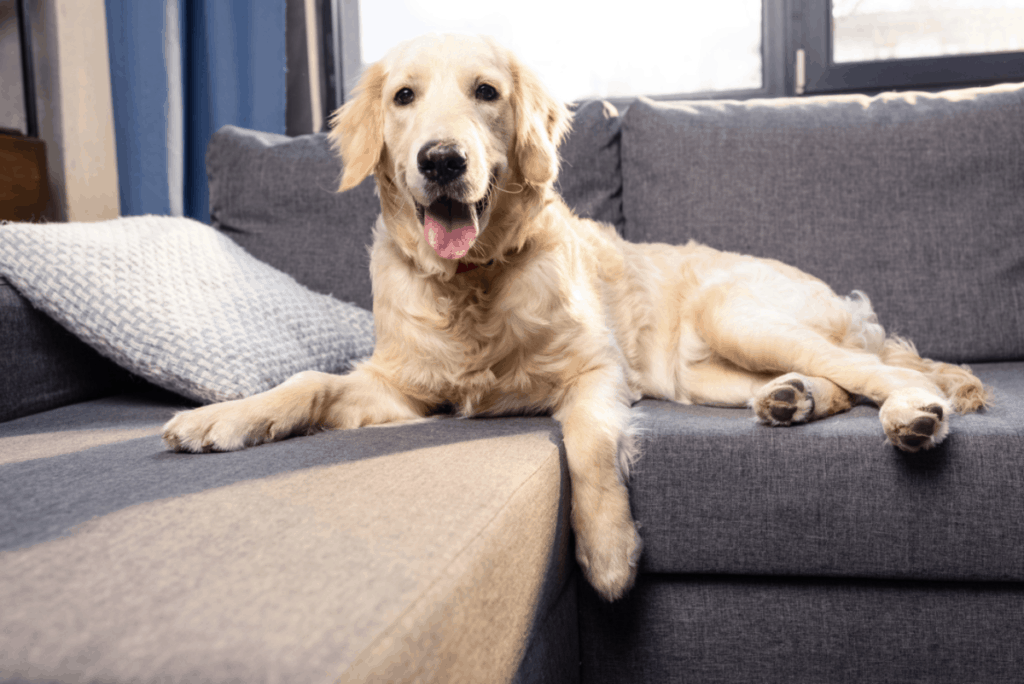 The Answer is Yes, Golden Retrievers can live in apartments. Golden Retrievers have a lot of energy, and while they can live in an apartment, they need to be taken out for long walks and given plenty of time to play. Owners of Golden Retrievers need to be ready for the time commitment when they decide to live with this breed in an apartment. 