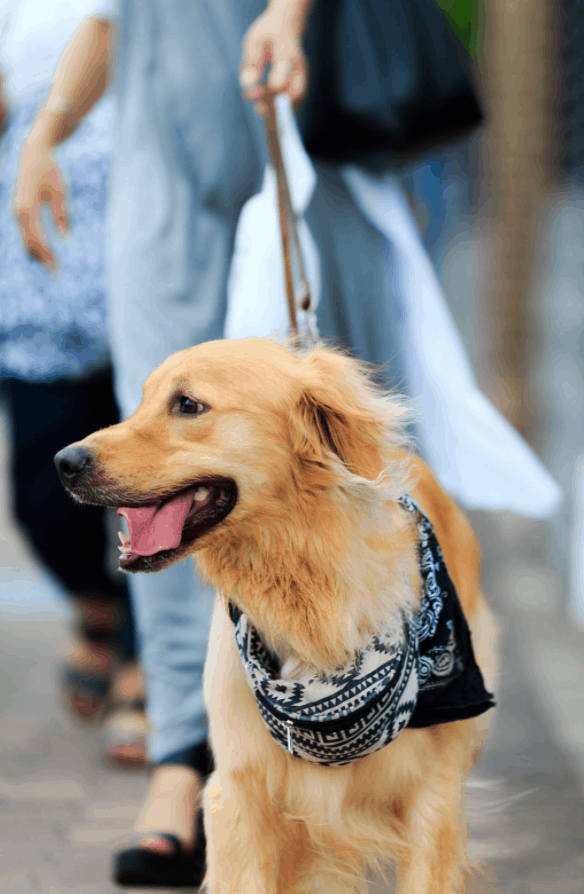 Golden Retriever In Apartment