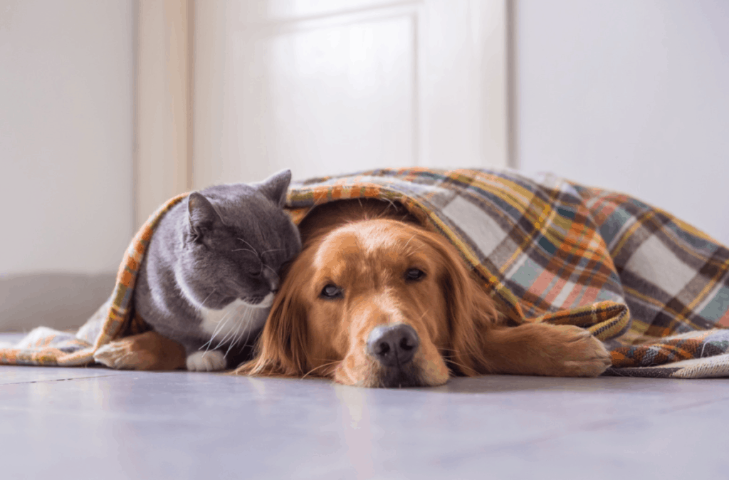 Golden Retrievers Get Along With Cats?The answer is yes, Golden retrievers can live harmoniously with cats.  While it is true that golden retrievers chase small animals, trained dogs do not engage in this behavior. 