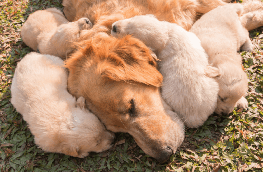 Yes, A Golden Retriever will grow relatively fast. On average, by three months, a golden retriever will weigh over 20lbs anywhere from 14 to 19 inches tall! 