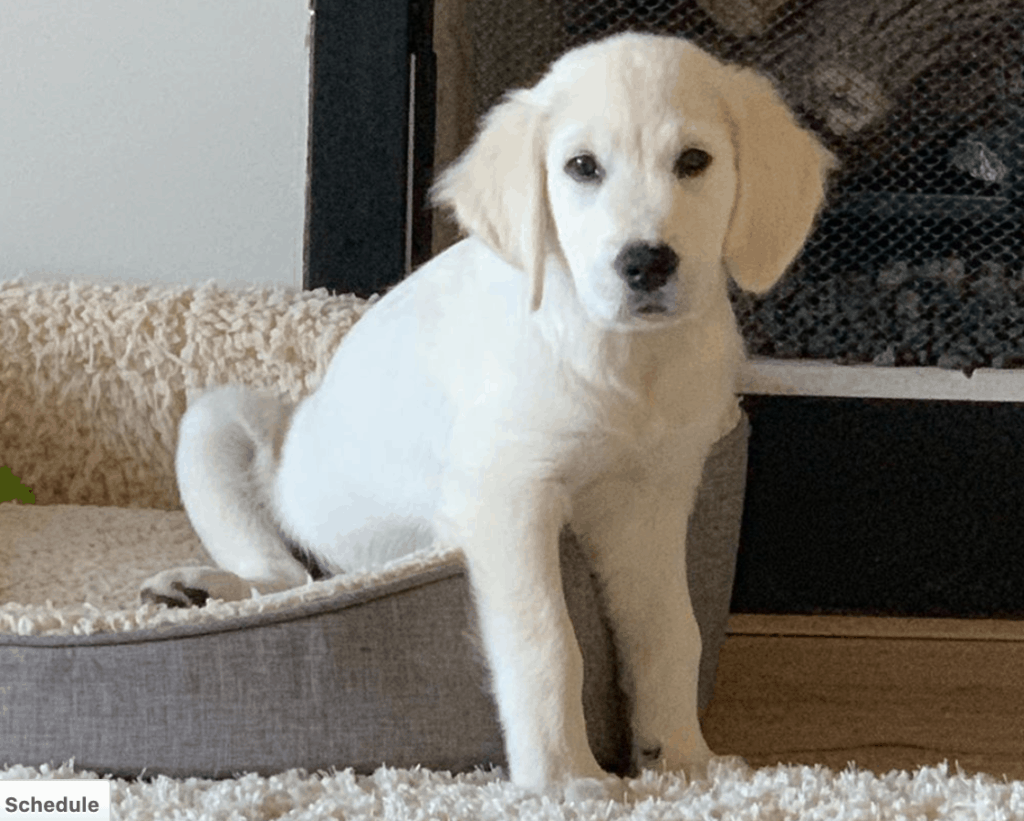 Golden Retriever Puppy3 to 6 Months