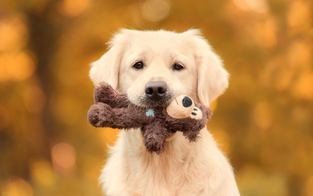 Best toy golden retriever