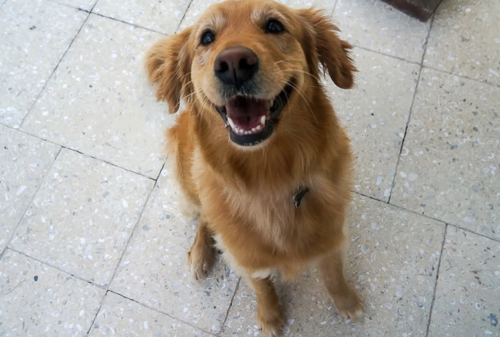 Why is my golden retriever so needy? A golden retriever could be needy for a couple of reasons, starting with their people loving personality that drives them to seek attention, they need more exercise, separation anxiety, they are in pain, or you have unintentionally rewarded the behavior. 