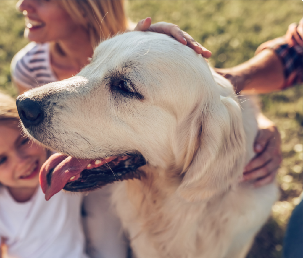 Why Does My Golden Retriever Sit On Me?The most common reasons are separation anxiety, boredom, scent marking, they simply want attention or it is possible you have unintentionally rewarded the behavior. 