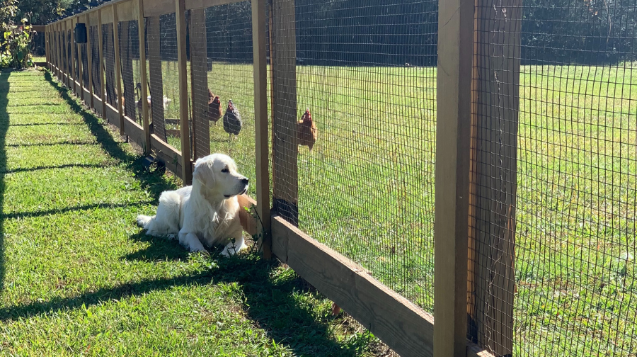 Can Golden Retrievers jump fences? They have the ability to jump fences and without proper training will do so if they get bored or restless or see someone or thing they want to contact. Golden Retrievers are very friendly dogs who like to play.