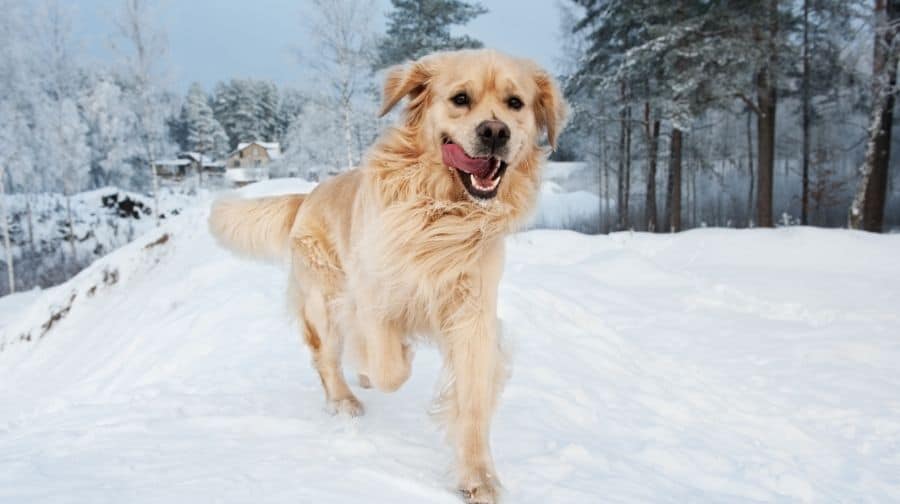 Do Golden Retrievers Like Snow and Cold Weather?Yes, Golden Retrievers love the snow and cold weather in general. They have long double coats that are perfect for going out in the winter. Their energetic playful personalities help them embrace the cold winter months and usually are intrigued by falling snow.