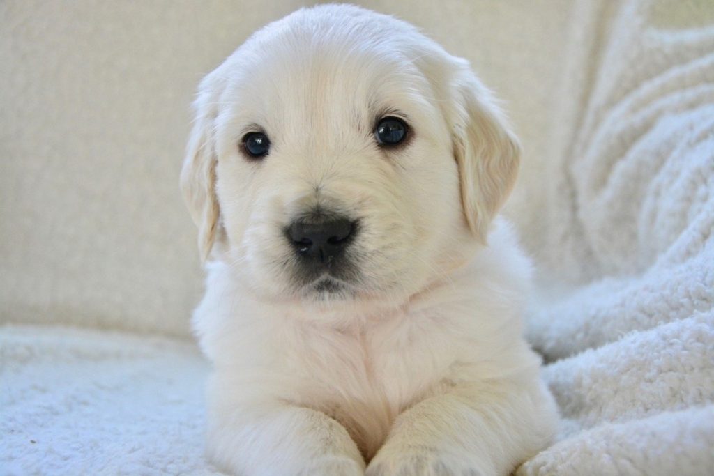 Golden Retriever Puppy Price