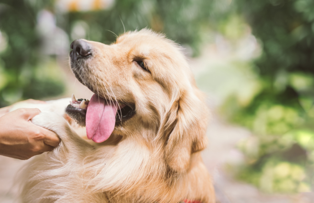 Your Golden Retriever may act crazy because they are left alone too much and need more attention or they are jealous of other dogs. This could be a jealousy for other dogs in the home or when you meet with other dogs while walking. Sometimes this new behavior is a result of your dog being fearful or getting aggressive from any punishments you use. 