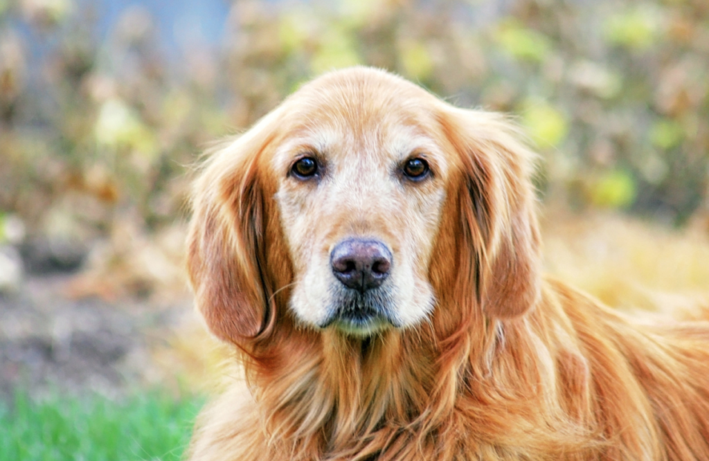 One reason why your Golden Retriever is nervous or skittish is due to separation anxiety. Separation anxiety in dogs is usually triggered when they become upset. This is due to separation from the people they’re attached to. It’s common for Golden Retrievers and dogs with separation anxiety to attempt escapes leading to self-injury.