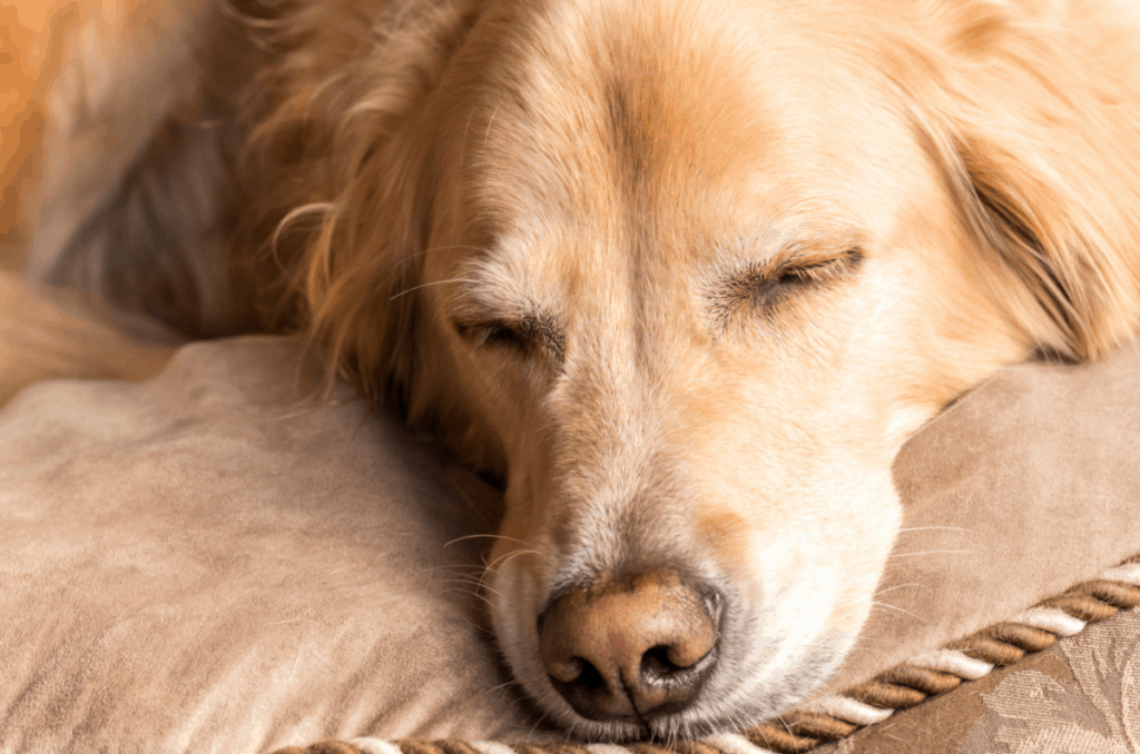 If your golden retriever’s nose turns pink or light brown, particularly during the cold winter months, your furry-friend might have hypopigmentation, a condition commonly known as ‘winter nose’ or ‘dog snow nose’ in some circles. This is a fairly common condition that causes a dog’s nose to lighten in color.