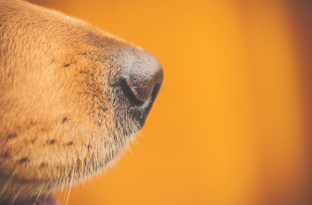 Why Is My Golden Retrievers Nose Dry?A dry nose may be a sign of old age, exposure to extreme weather elements such as wind or extreme sunlight, dehydration from strenuous exercise, a quick nap that the retriever just had, a fever, auto-immune diseases, allergies or even behavioral reasons such as submissions.