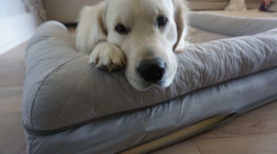 Best Dog Bed For Golden Retriever