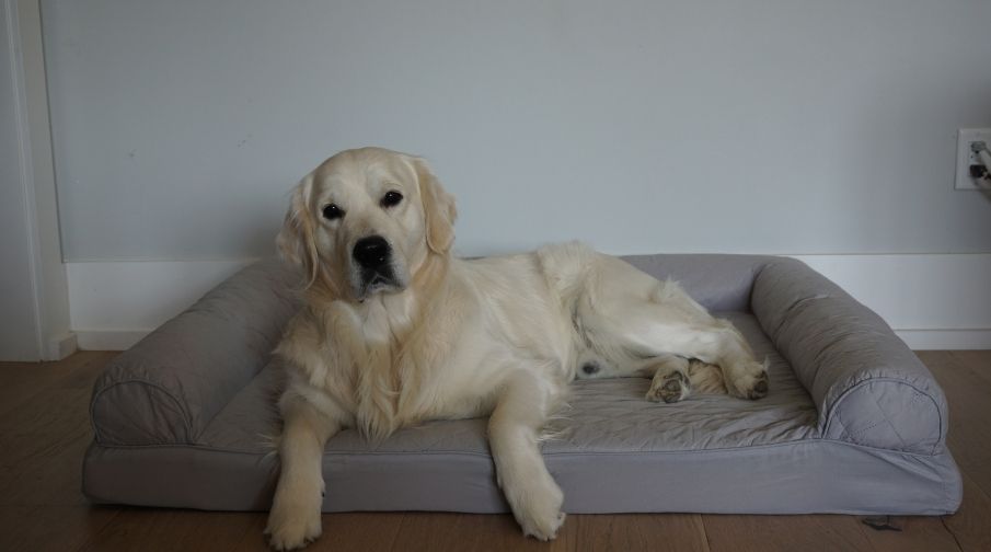 Best Dog Bed For Golden Retriever