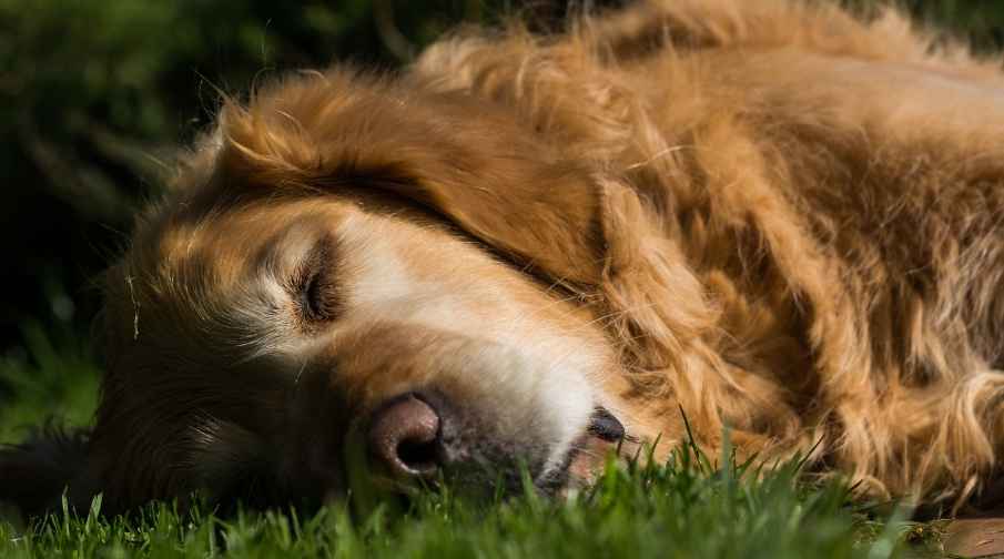 Can golden retrievers sleep outside? No, Here's Why.No, golden retrievers are not outside dogs and they will not do well sleeping outside. They are pack dogs and you are their pack. They love being with their people. They are also emotional dogs and leaving them outside could be traumatic and cause emotional issues. 