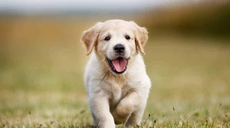 Is a golden retriever a good first dog?Golden retrievers are excellent first dogs, especially for families with young kids. They have the energy necessary to keep up with family life and are patient and relatively straightforward to train. Like any breed, it's important to give golden retrievers respect and space and teach your children to do the same. 