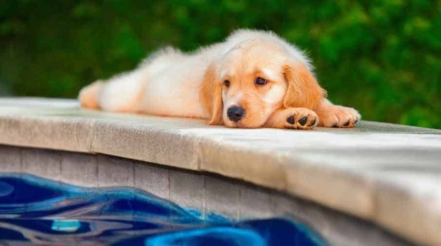 At What Age Can A Golden Retrievers Swim? 8 weeks. Golden retriever puppies can be introduced to water at eight weeks of age by putting their paws in just a few inches of clean water. It is important to use a kiddie pool with clean water. Below we explain why. 