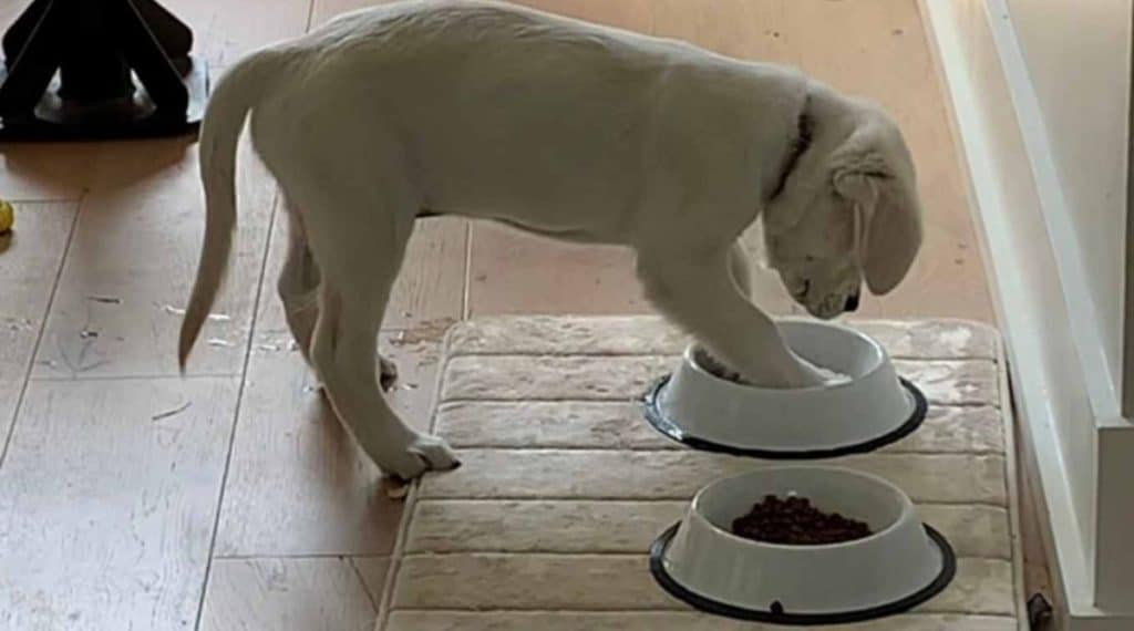 8 weeks. Golden retriever puppies can be introduced to water at eight weeks of age by putting their paws in just a few inches of clean water. It is important to use a kiddie pool with clean water. Below we explain why. 