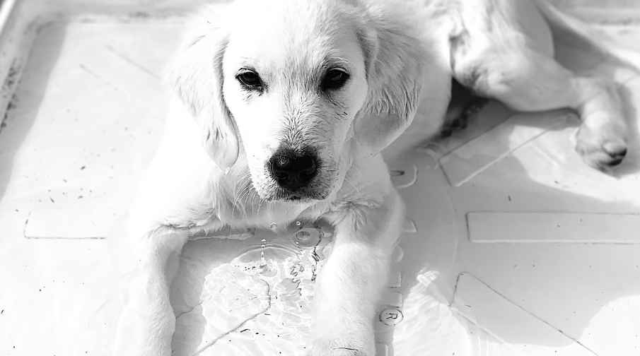 8 weeks. Golden retriever puppies can be introduced to water at eight weeks of age by putting their paws in just a few inches of clean water. It is important to use a kiddie pool with clean water. Below we explain why. 