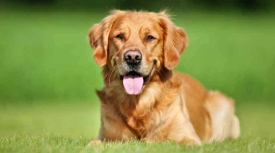 Can Golden Retrievers live in hot weather? Yes, Golden Retrievers can do just fine in hot weather, as long as their owners provide the proper care and attention. The thick fur coat of the Golden Retriever means it will get hot faster than many other dogs. Keeping their spurts outside to a minimum, letting them swim in the water when you are near it to keep cool, and providing lots of water to help them keep hydrated will all help.